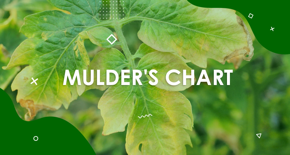 Mulder's Chart - Plant Nutrition and Interactions
