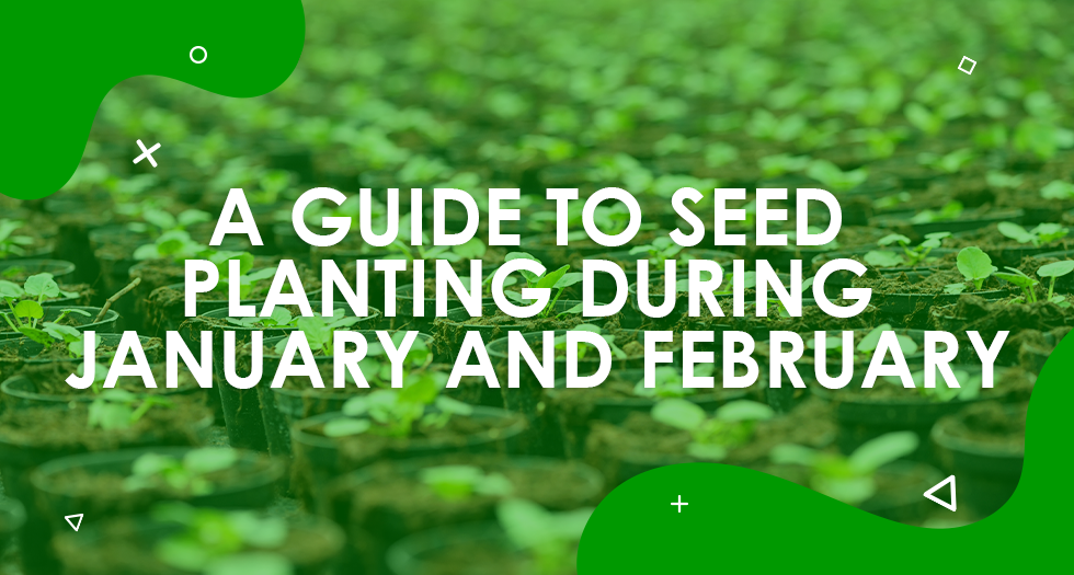 Sowing the Seeds of Success: A Guide to Seed Planting during January and February