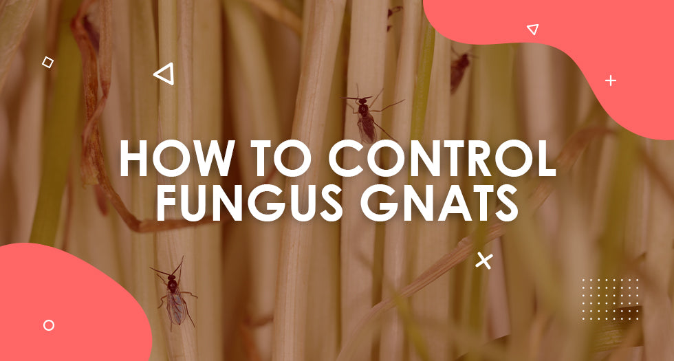 How to Control and Get Rid of Fungus Gnats