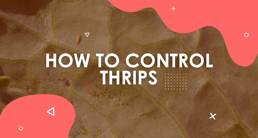 How to Control Thrips