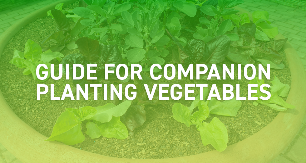 Guide for Companion Planting Vegetables in the UK