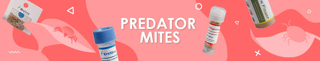 Predator Mites