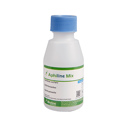 Greenfly & Blackfly Predators APHILINE Mix 500 Individuals - Aphidius colemani + Aphidius ervi (for Greenfly/Blackfly) - London Grow