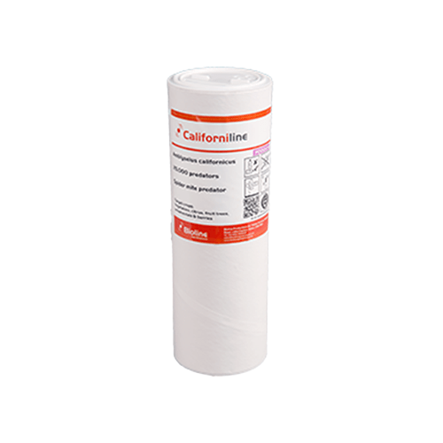 Spider Mite Predators - London Grow