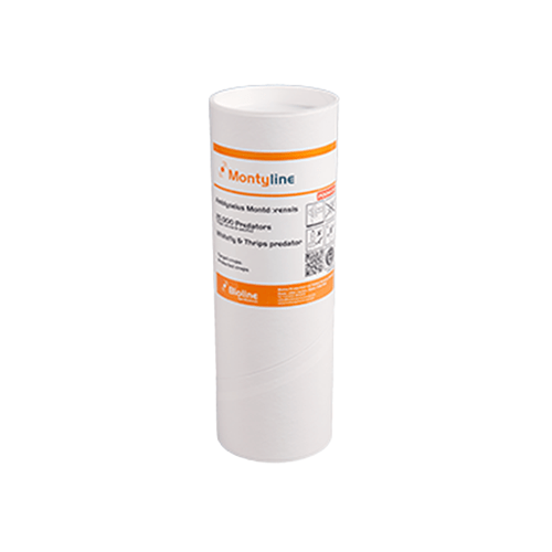 Thrip & Fungus Gnat Predators 25000 Individuals - Amblyseius montdorensis (for Thrips/Whitefly) - London Grow