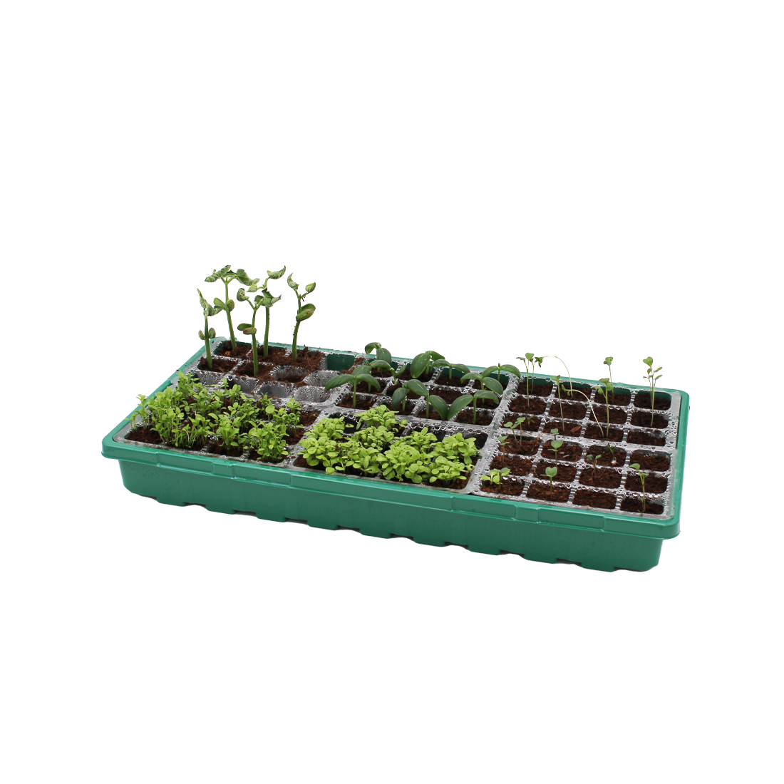 Tall Propagator