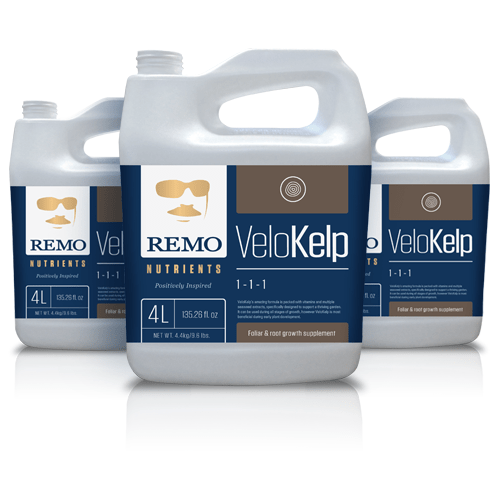 Remo VeloKelp - London Grow