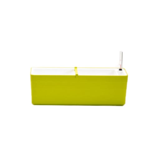 Urbalive Berberis - 60cm - London Grow