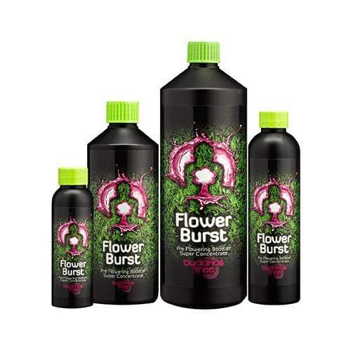 Buddha's Tree Flower Burst - London Grow