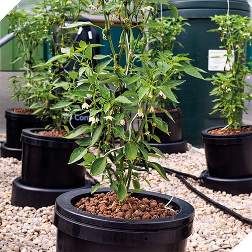 Nutriculture IWS Flood and Drain Standard System - London Grow