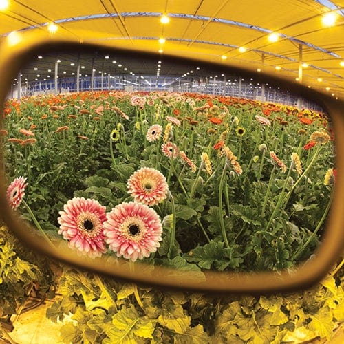 Method 7 - Operator HPS Plus Eyewear - London Grow