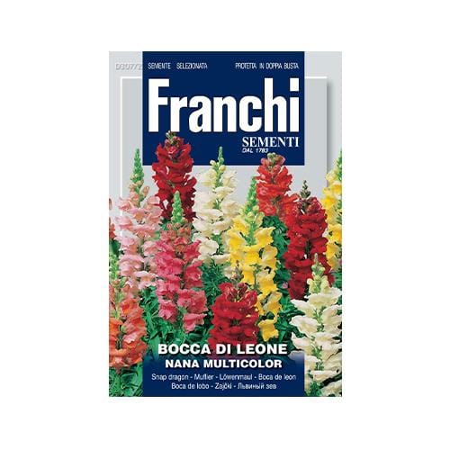 Dwarf Snap Dragon - London Grow