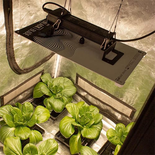 Lumii Black Blade - London Grow