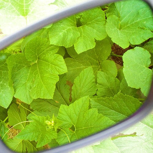 Method 7 - Citadel FX - London Grow