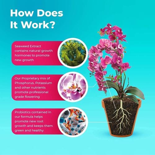 Grow Buddha - Orchid Food - London Grow