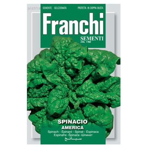 Spinach America - London Grow