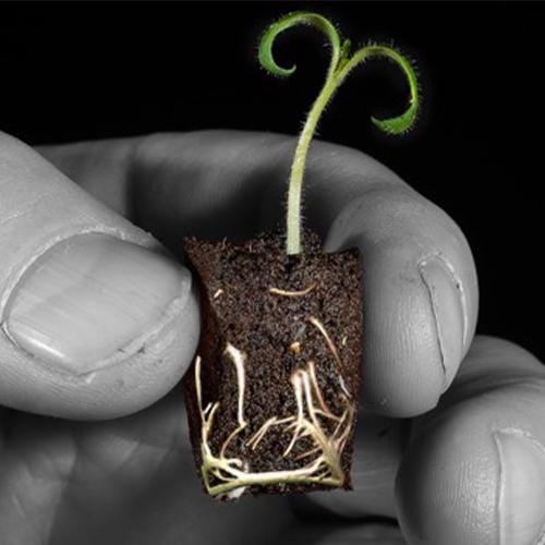 Spongepot - London Grow