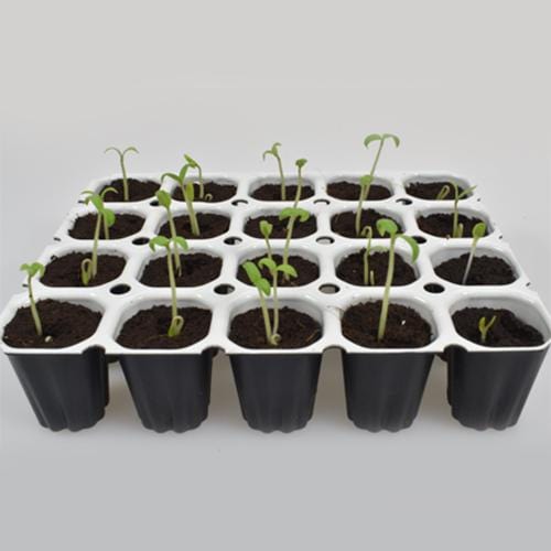 Spongepot - London Grow