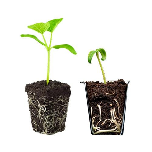 Spongepot - London Grow