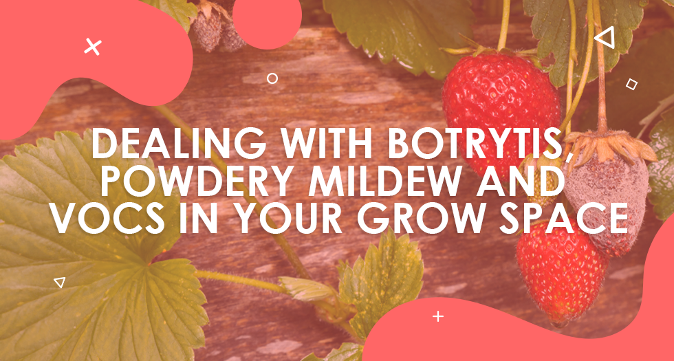 Dealing with Botrytis, Powdery Mildew and VOCs in Your Grow Space