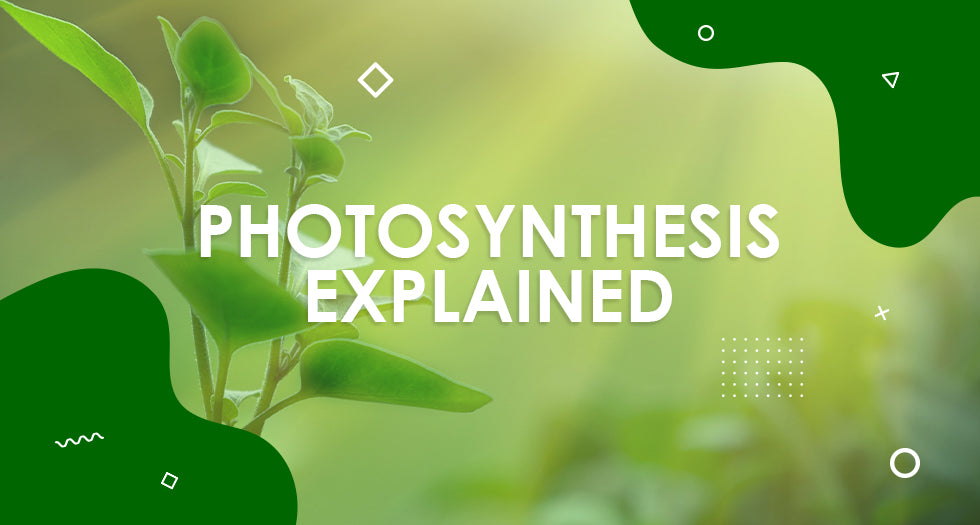 What Is Photosynthesis? Why Your Indoor Plants Need Light