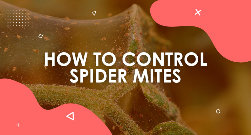 How to Control Spider Mites
