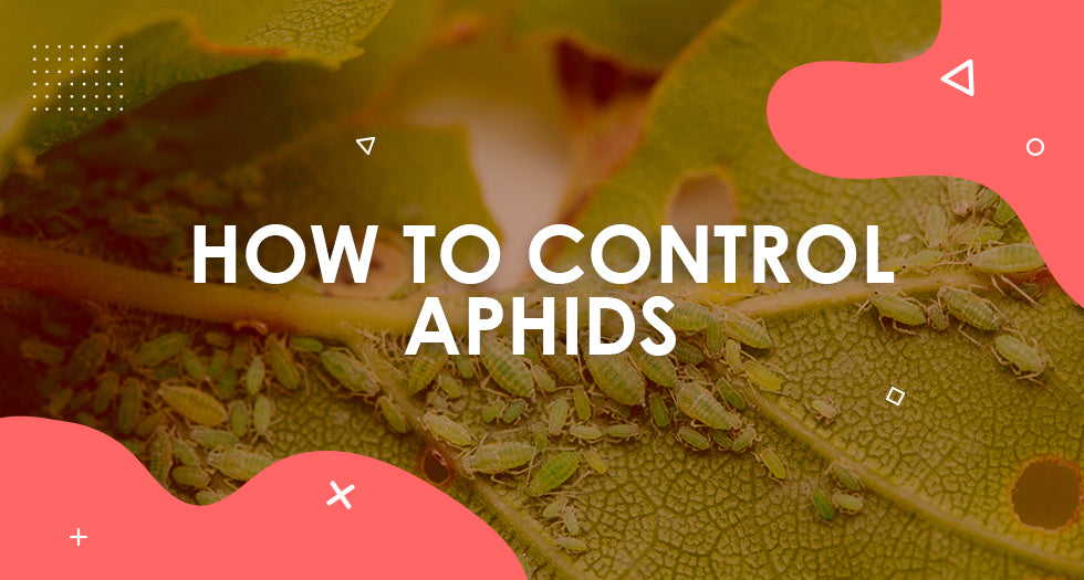 How to Control Aphids