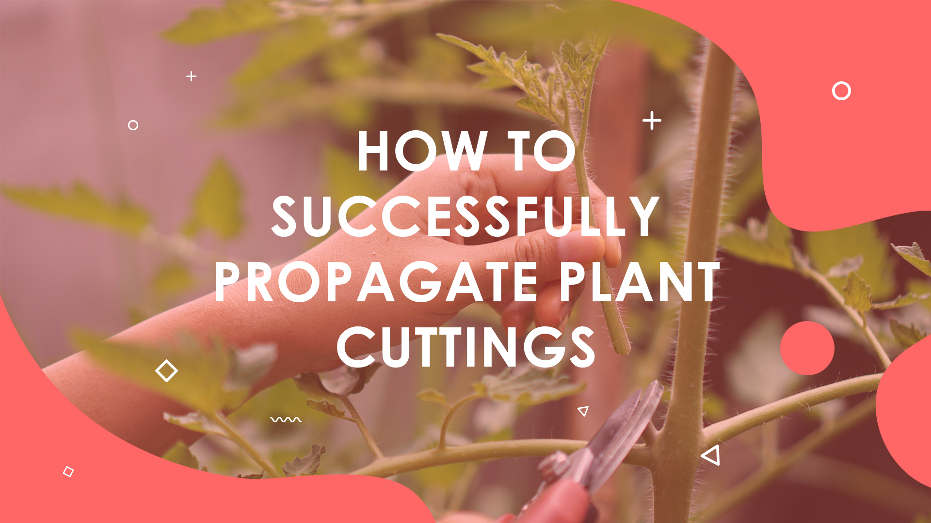 A Comprehensive Guide to Plant Cuttings and Successful Propagation