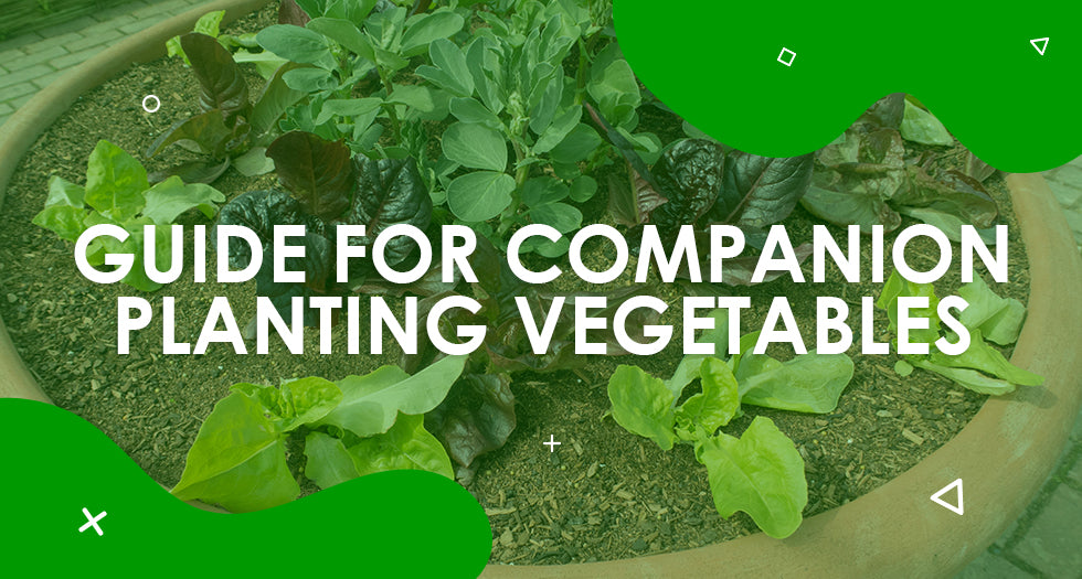 Guide for Companion Planting Vegetables in the UK