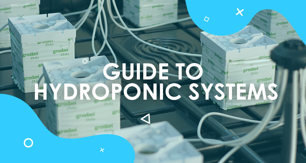 A Beginners Guide to Hydroponic Systems