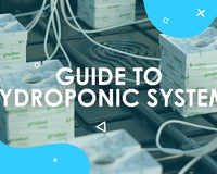 A Beginners Guide to Hydroponic Systems