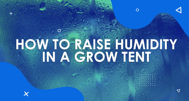 How to Raise Humidity in a Grow Tent