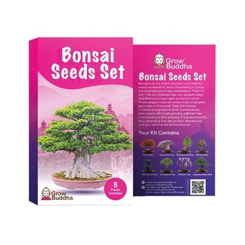 Grow Buddha - 8 Bonsai Seeds Set - London Grow