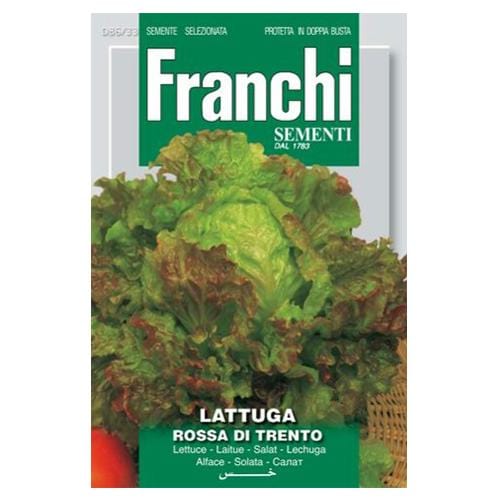 Lettuce Rossa of Trento - London Grow