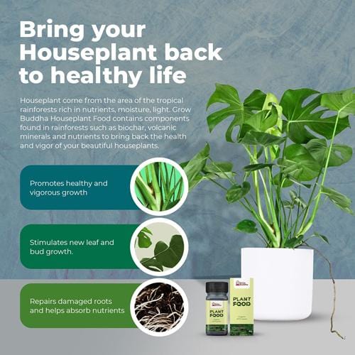 Grow Buddha - Organic House Plant Food - London Grow