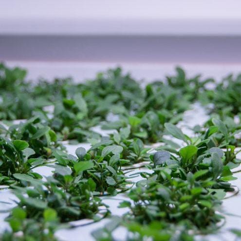 Tomato+ Horto4 Automatic Indoor Greenhouse - London Grow