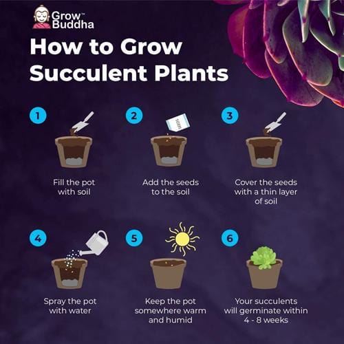 Grow Buddha -Easy Succulent Starter Kit - London Grow